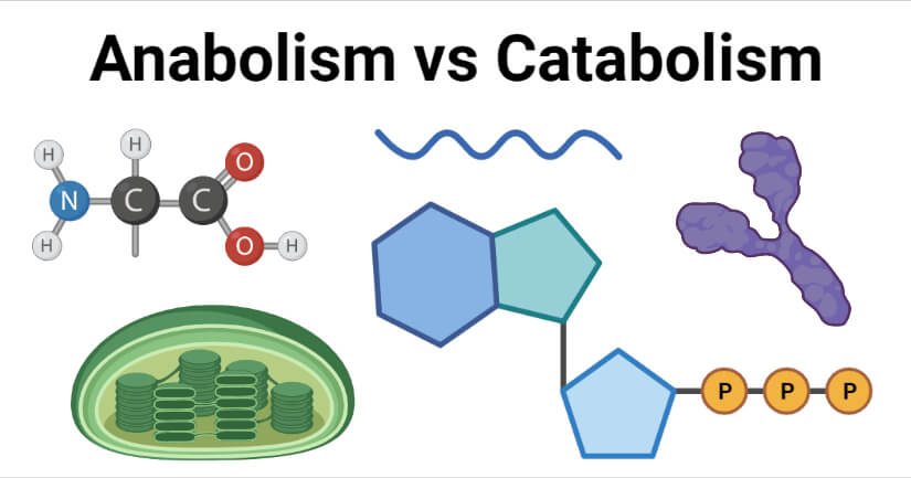 Anabolism vs Catabolism