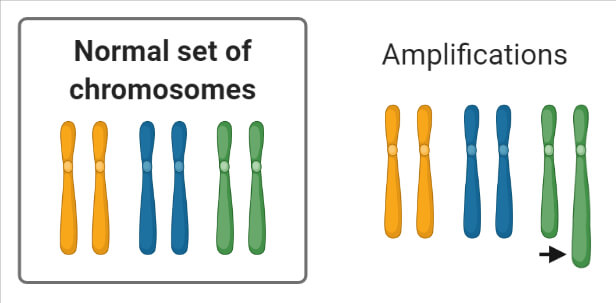 Chromosomal Mutation Amplifications