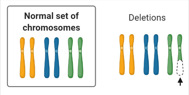 Chromosomal Mutation Deletions