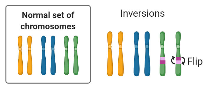 Chromosomal Mutation Inversions