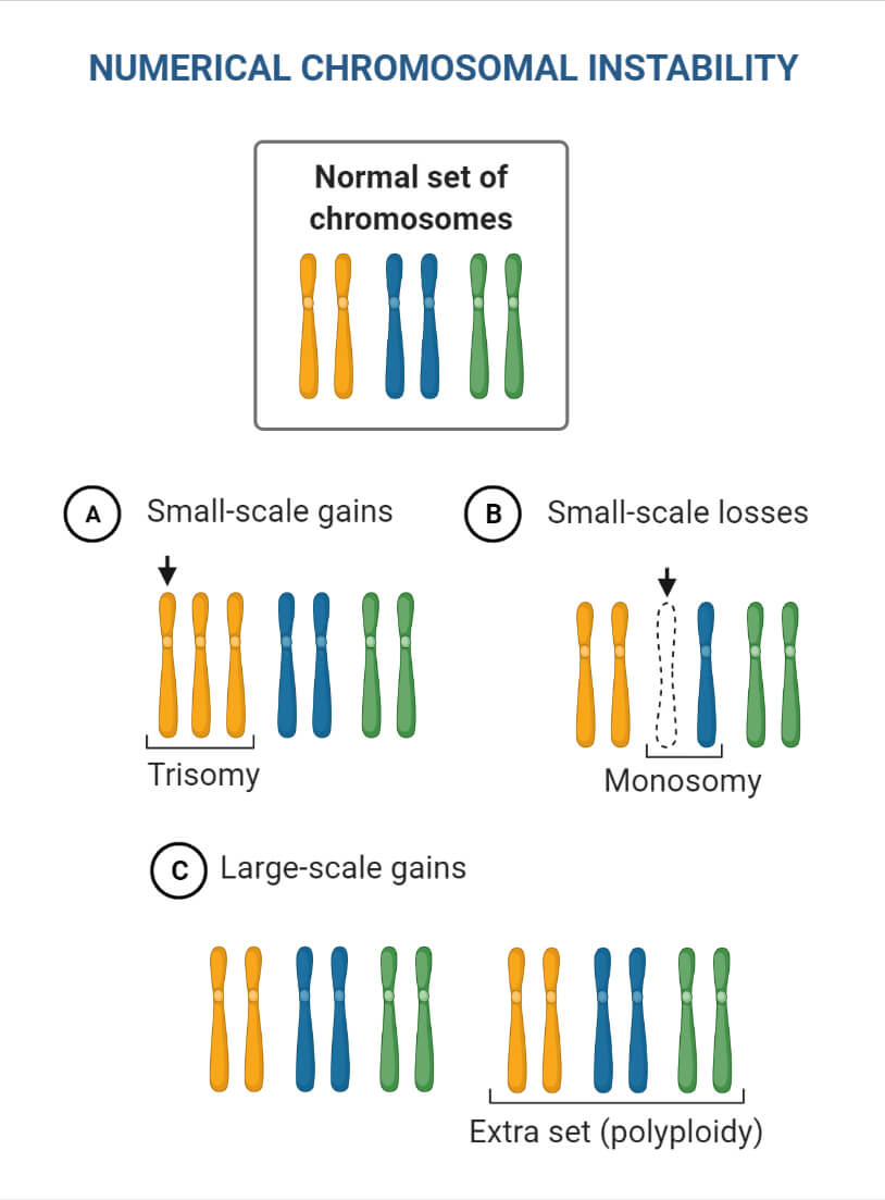 Chromosomal Mutations II