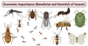 Economic Importance (Beneficial and Harmful) of Insects