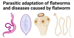 Parasitic adaptation of flatworms and diseases caused by flatworm