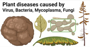 Plant diseases caused by Virus, Bacteria, Mycoplasma, Fungi