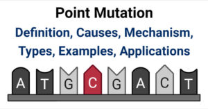 Point mutation