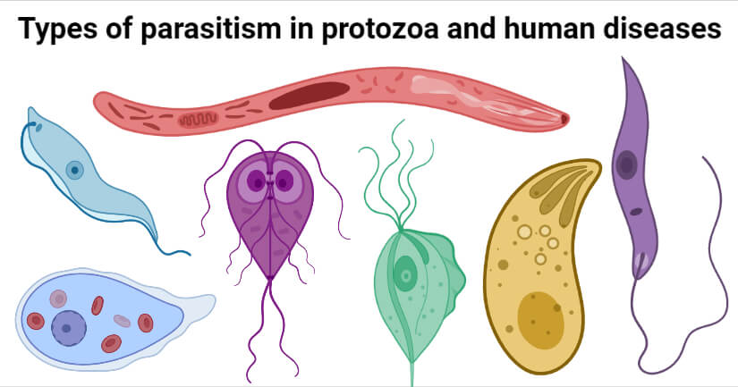 Types of parasitism in protozoa and human diseases