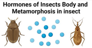 Hormones of Insects Body and Metamorphosis in insect