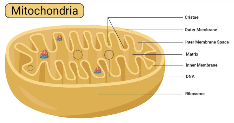 Mitochondria- Definition, Properties, Structure, Functions