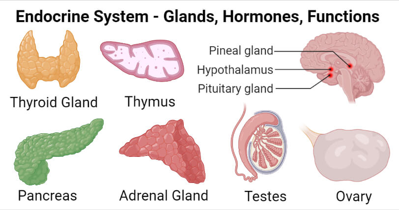 Endocrine System- Definition, Glands, Hormones, Functions, Disorders
