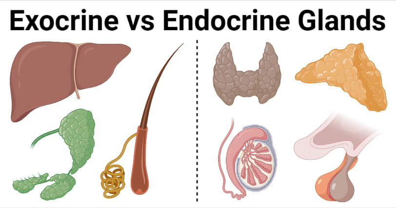 different types of endocrine glands