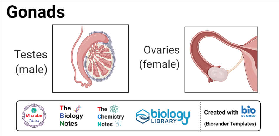 Gonads- Testes and Ovaries