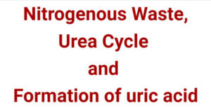 Nitrogenous Waste, Urea cycle and Formation of uric acid
