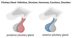 Pituitary-Gland