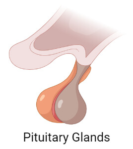 Pituitary Glands