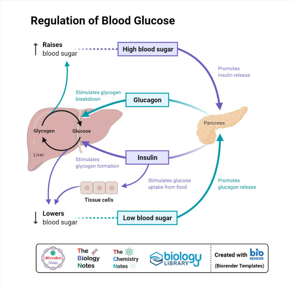 Regulation of Blood Glucose