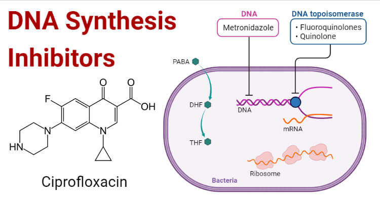 DNA Synthesis Inhibitors