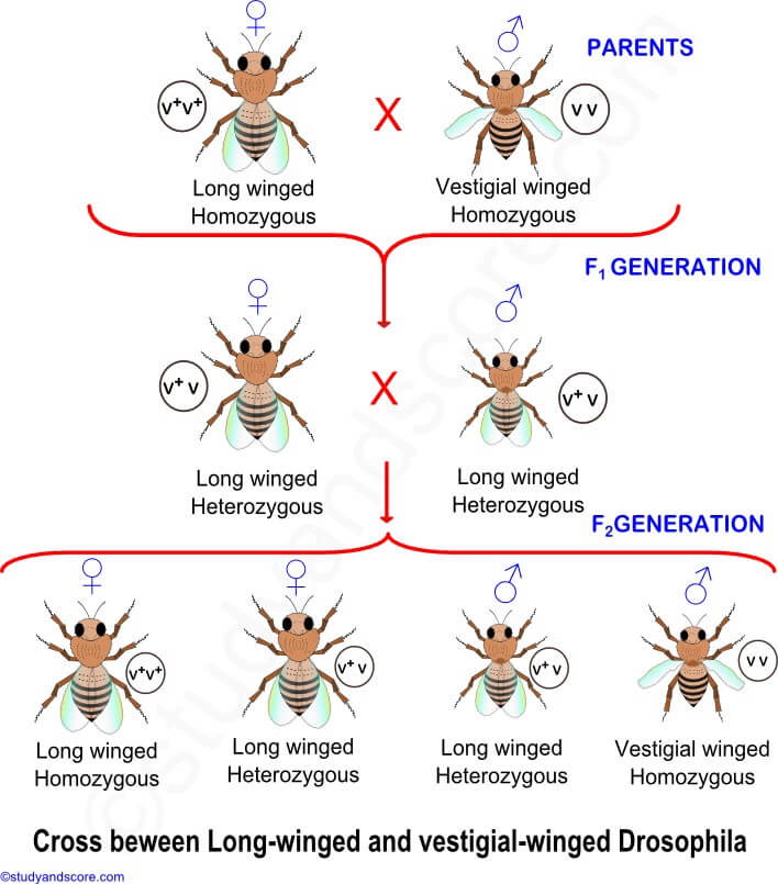 Mendels Law Of Segregation Definition Examples Limitations