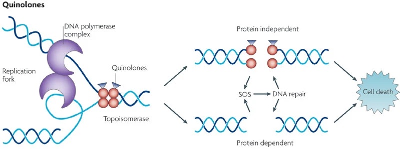 Mechanism of action of DNA Synthesis Inhibitors