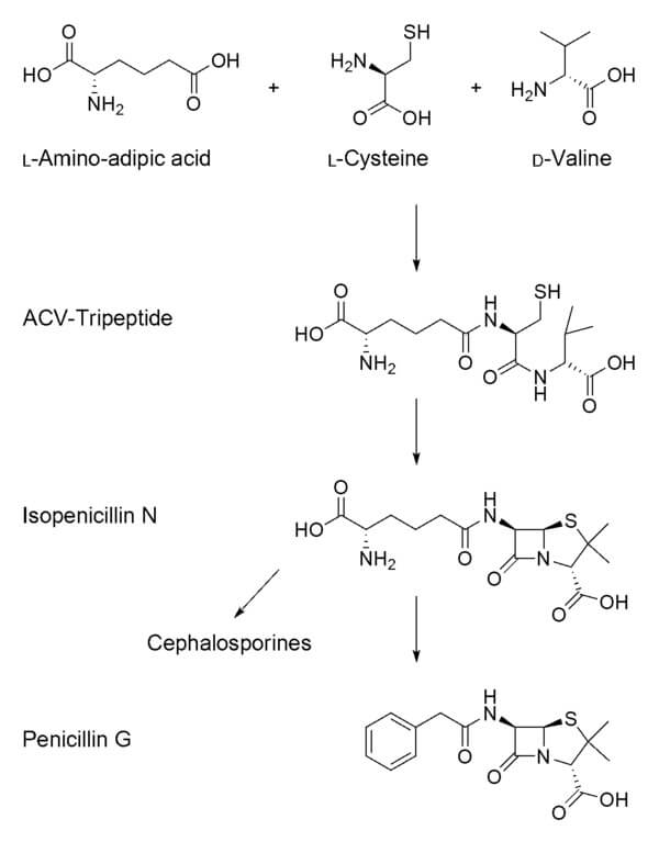 Biosynthesis of Penicillin G