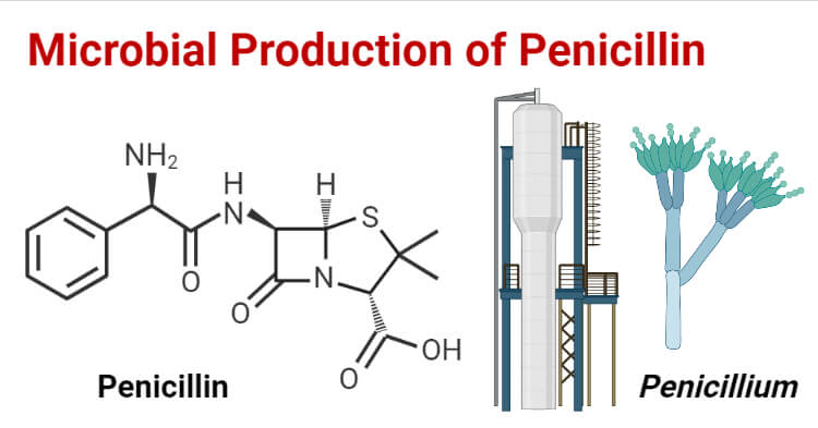 Microbial Production of Penicillin- Definition, Biosynthesis, Process, Uses