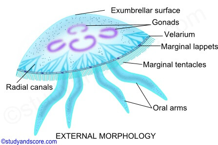 External morphology of Aurelia (Jellyfish)