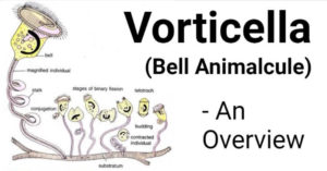Vorticella (Bell Animalcule)