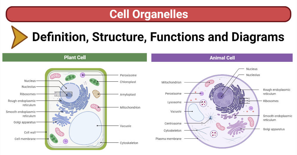 Cell Organelles (Plant, Animal)- Structure, Functions, Diagrams