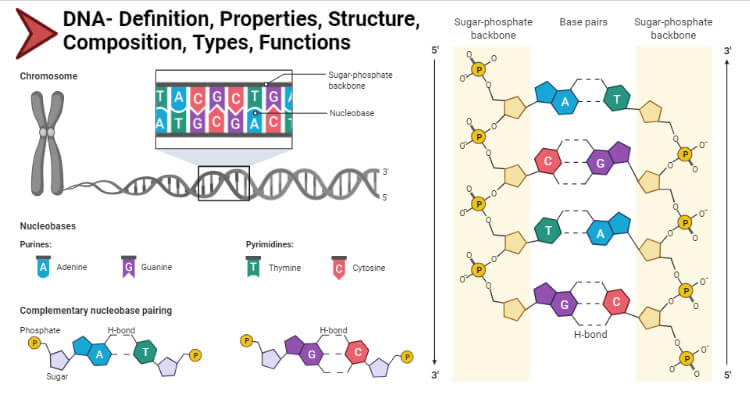 DNA- Definition, Properties, Structure, Composition, Types, Functions