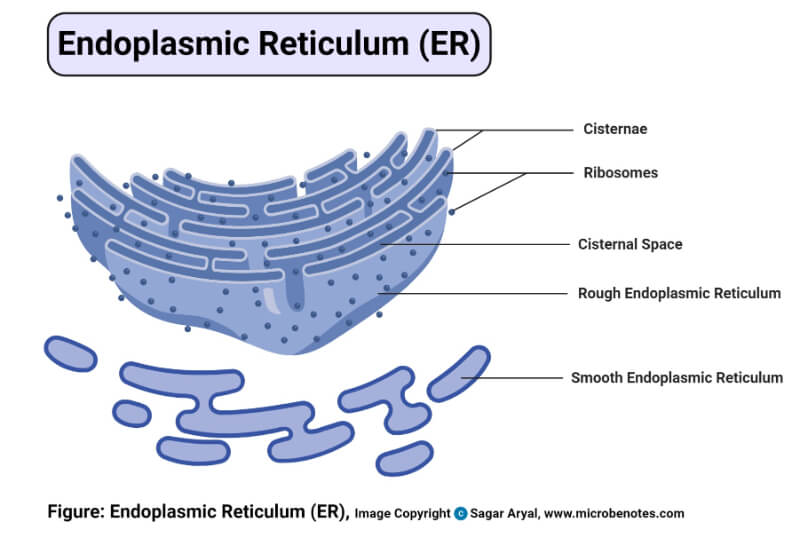 Endoplasmic Reticulum (ER)