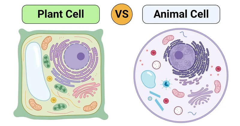 Plant Cell vs Animal Cell (13 Major Differences)