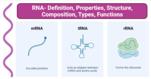 RNA- Definition, Properties, Structure, Composition, Types, Functions