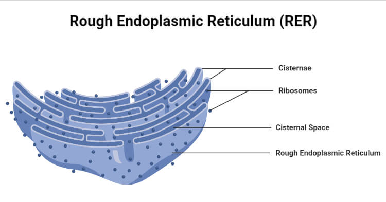 Rough Endoplasmic Reticulum (RER)- Definition, Structure, Functions