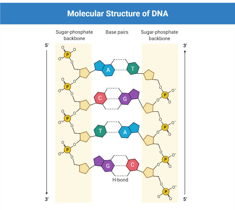 Structure and Composition of DNA