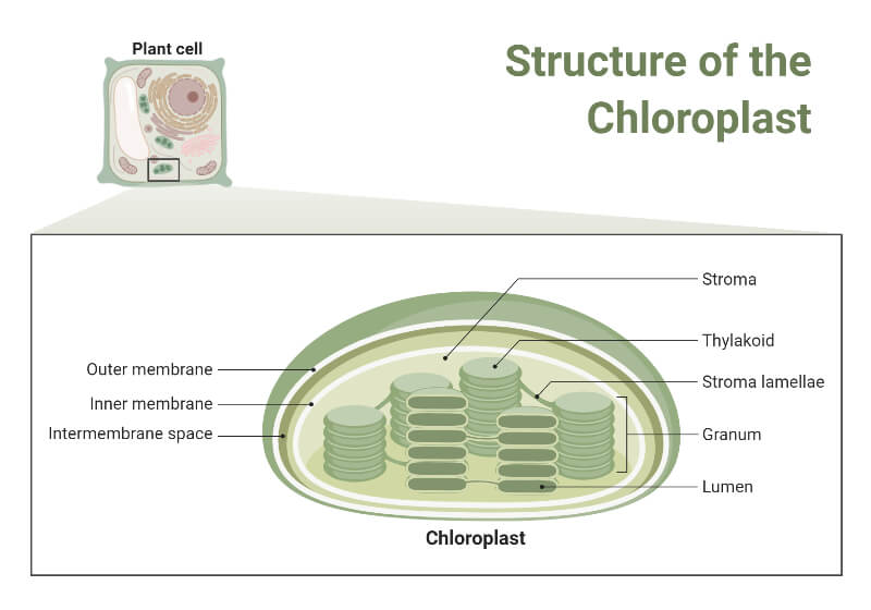Structure of Chloroplasts