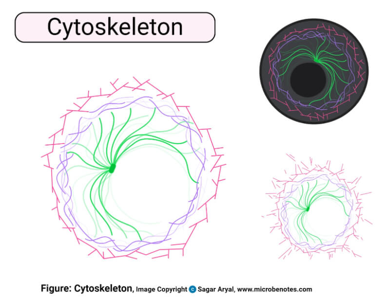 Structure of Cytoskeleton