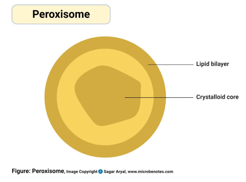 Structure of Peroxisomes