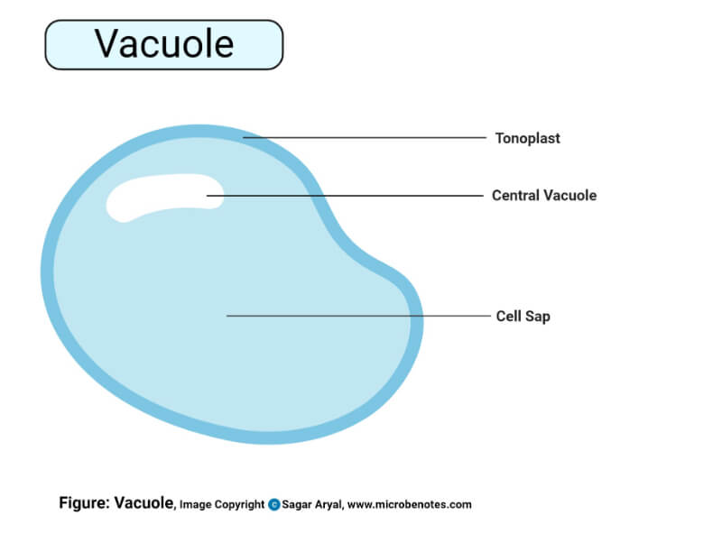 Structure of Vacuoles