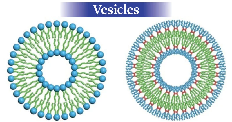 Structure of Vesicles