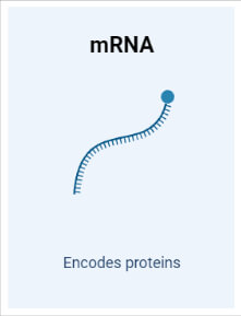 mRNA (messenger RNA)