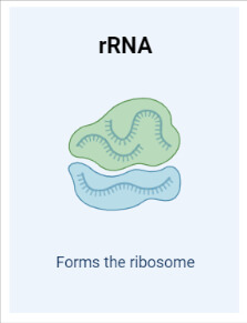 rRNA (ribosomal RNA)