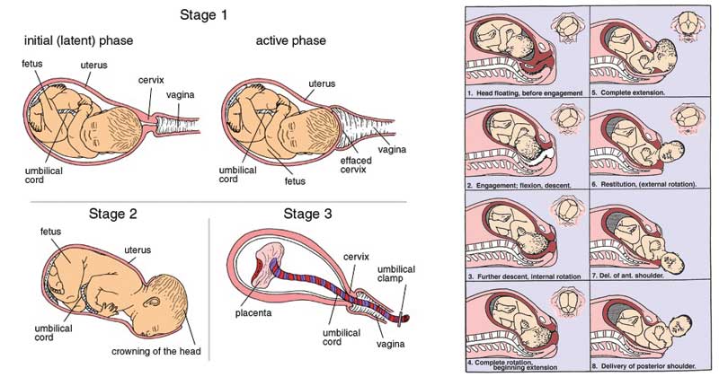 Childbirth (Labor Process)