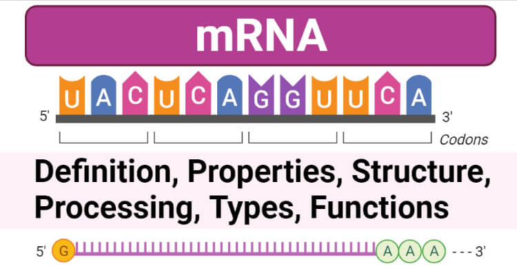 mRNA- Definition, Properties, Structure, Processing, Types, Functions