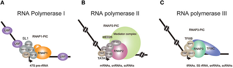 RNA Polymerase Types