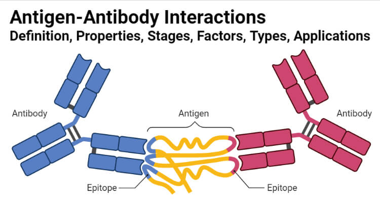 Antigen-Antibody Interaction