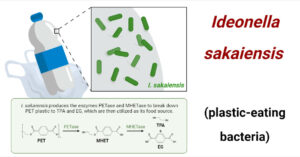 Ideonella sakaiensis- Plastic eating bacteria