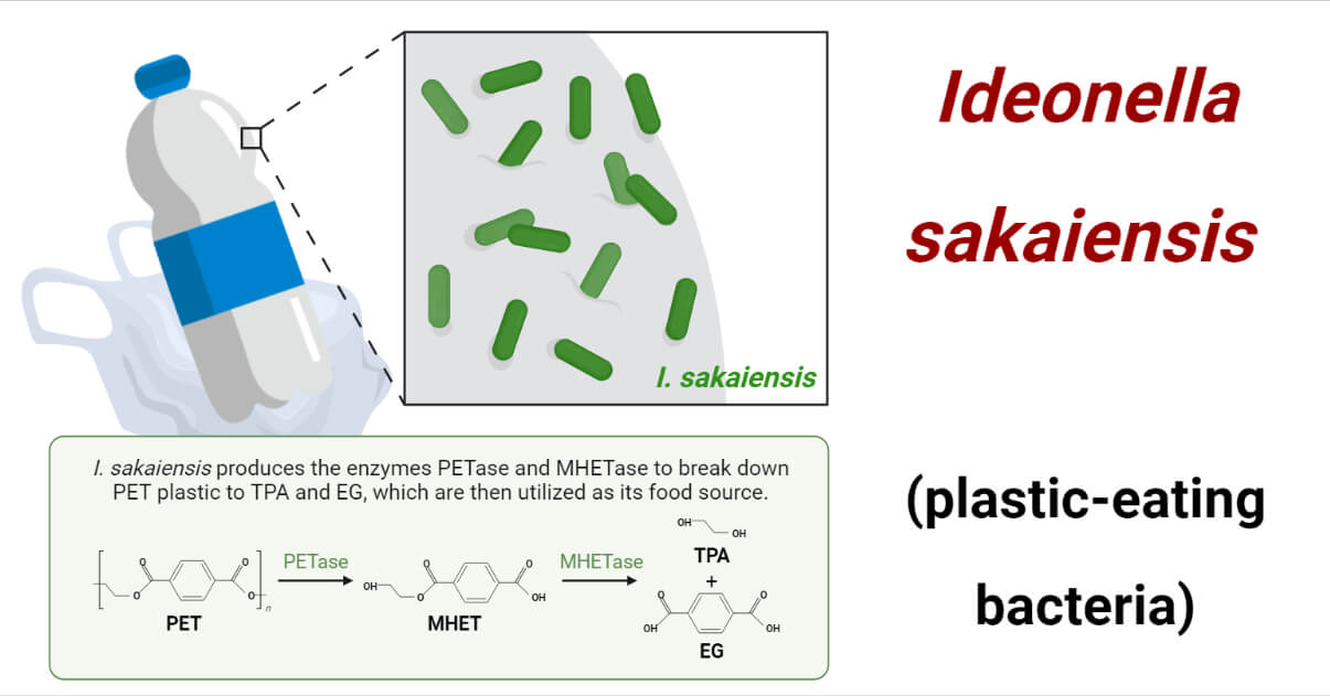 Ideonella sakaiensis- Plastic eating bacteria
