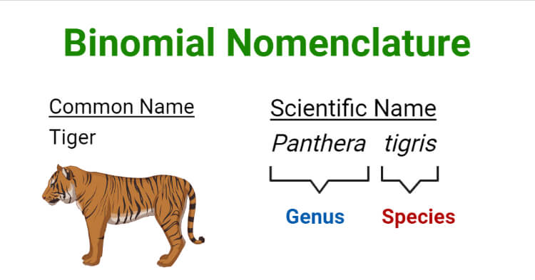 Binomial Nomenclature- Definition, History, Rules, Examples, Uses
