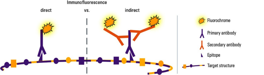 Direct and Indirect Immunofluorescence