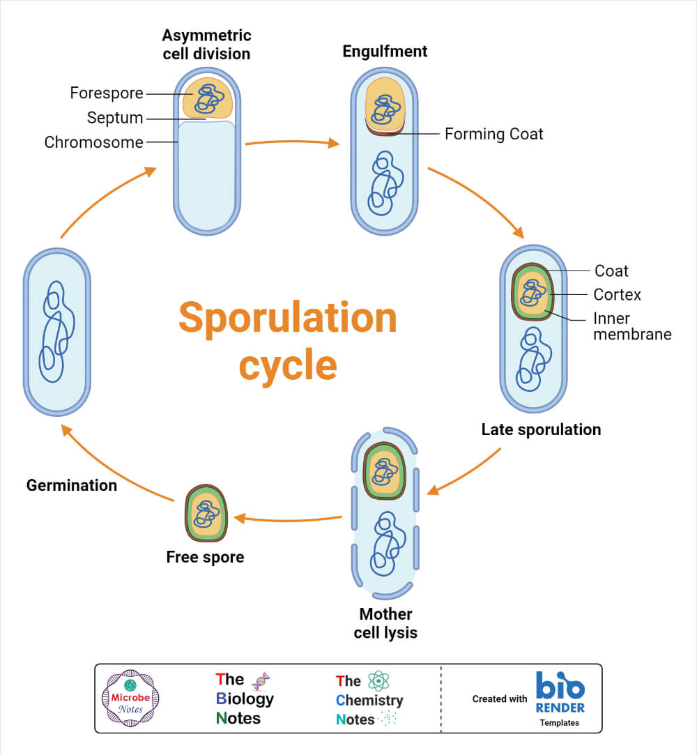 Sporulation Cycle