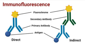 Immunofluorescence